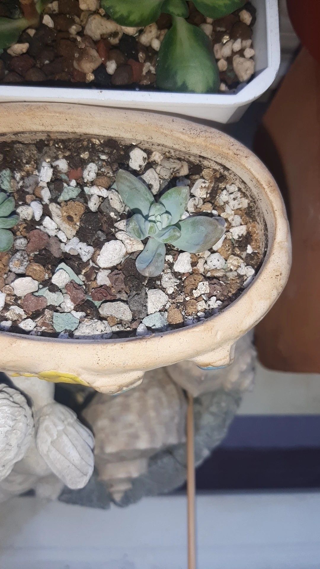 ダドレア・パキフィツムの判定方法 (Dudleya pachyphytum)