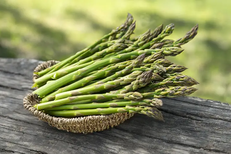 Garden asparagus