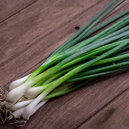 蔥 (Allium fistulosum) 照顧,種植,繁殖,開花時間 - PictureThis