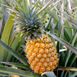 Piña - Ananas comosus (Cuidado, Características, Simbolismo, Imágenes ...