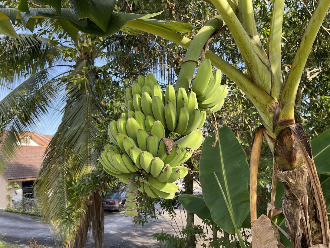 Optimaler Boden fr den Anbau von Zwerg-Essbanane Pflanzen
