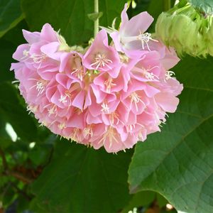 Pinkball - Dombeya wallichii (Care, Characteristics, Flower, Images)
