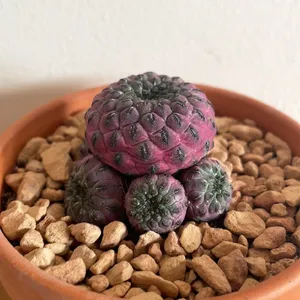 Wie man Sulcorebutia rauschii f. violacidermis anbaut und pflegt