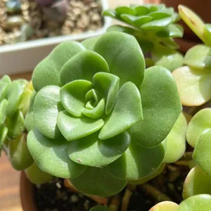リリーパッド (Aeonium 'Lily Pad') - PictureThis