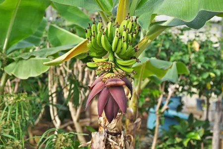Dessertbanane - Musa paradisiaca (Pflege, Merkmale, Verbreitung, Bilder,  Essbar)