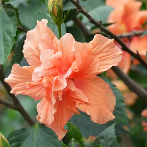 ハイビスカス・ロサシネンシス 