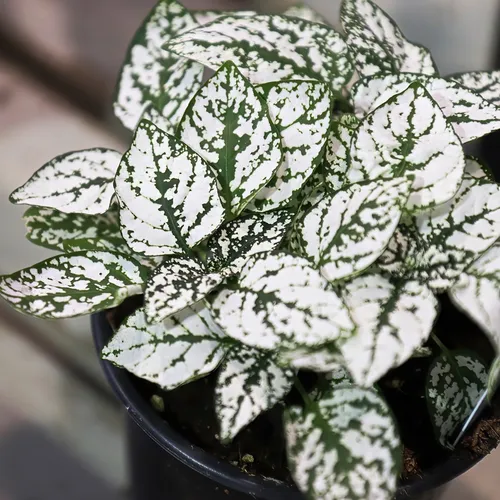 Splash Select White Polka dot plant (Hypoestes phyllostachya