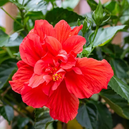 ハイビスカス・ロサシネンシス 'レッド・ドラゴン' (Hibiscus