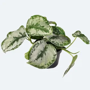 Satin pothos 'Exotica' (Scindapsus pictus 'Exotica') - PictureThis