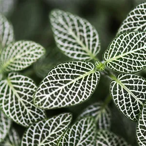 crassula plant care Jade Plant | Easy Care Succulent main image 0