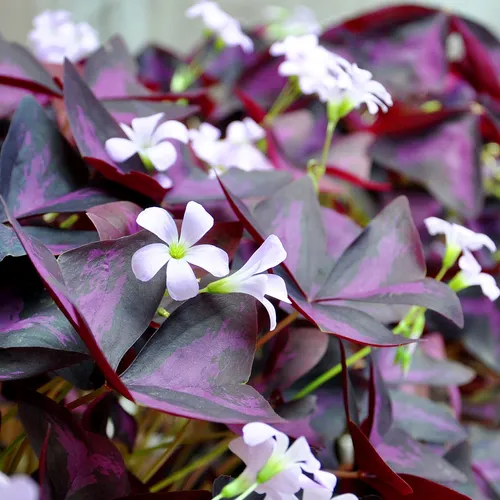 False shamrock 'Atropurpurea' (Oxalis triangularis subsp. papilionaceae  'Atropurpurea') - PictureThis
