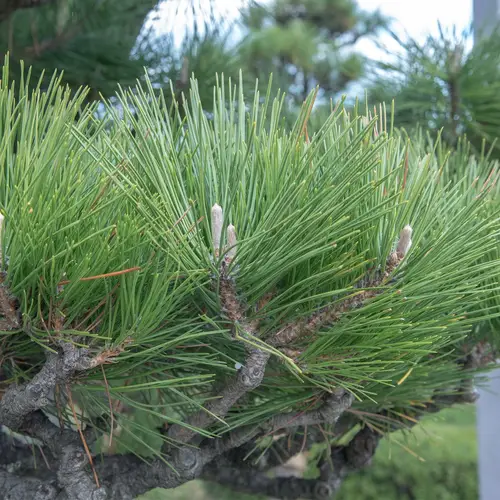 Pinus indet.