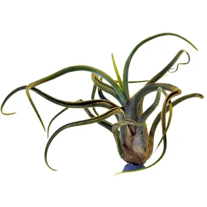 ヒメキノエアナナス (Tillandsia bulbosa) - PictureThis