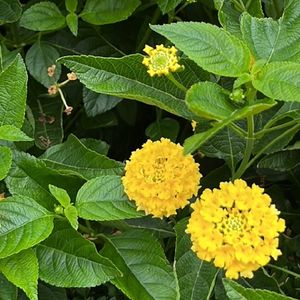 ランタナ・カマラ・ラッキー・イエロー (Lantana camara Lucky™ Yellow