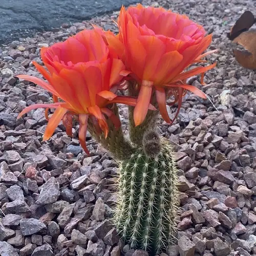Red torch cactus