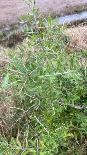 Goat bush - Castela erecta (Taxonomy, Characteristics, Distribution, Images)