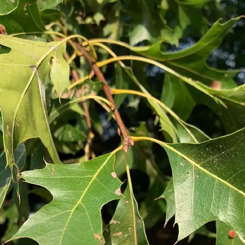 Quercus georgiana