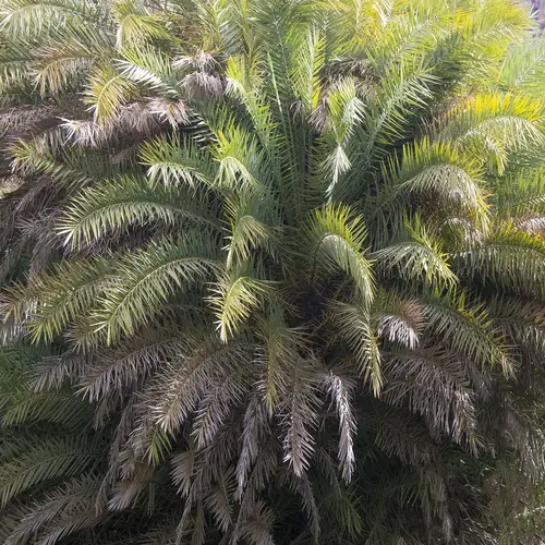 Palmier de crete