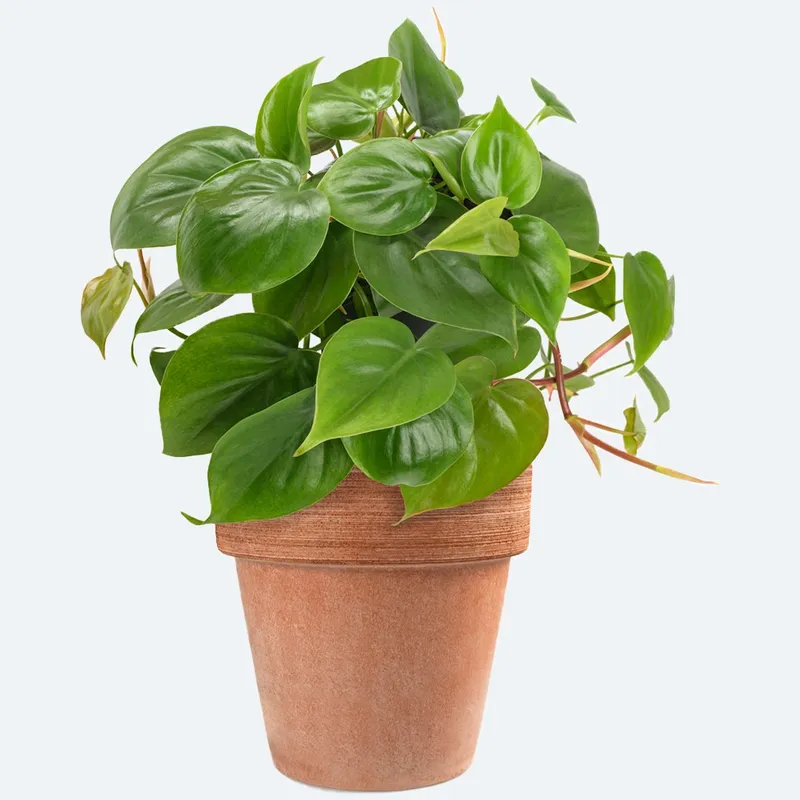 Hauptvorteile und Pflegetipps fr Herzblttriger Philodendron: Verbessern  Sie Ihren Innenraum