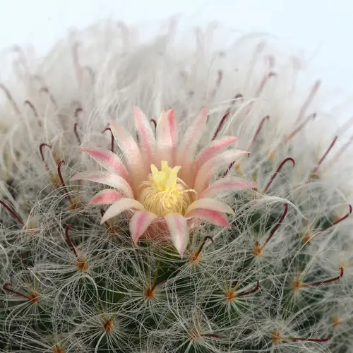 Powderpuff cactus