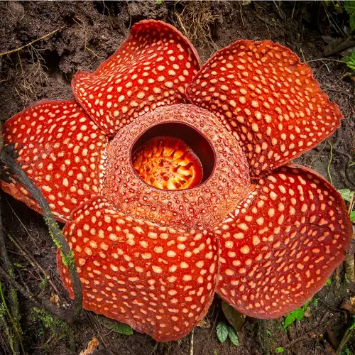 Fleur géante d'indonésie