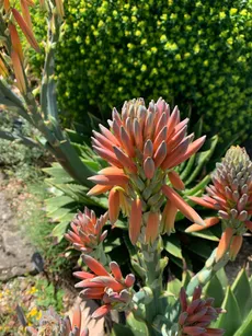 アロエ ポリフィラの育て方・栽培方法