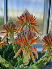 アロエ ポリフィラの判定方法 (Aloe polyphylla)