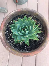 アロエ ポリフィラの判定方法 (Aloe polyphylla)