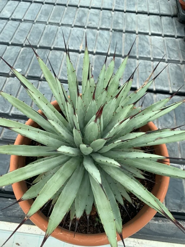 アガベ　マクロアカンサ　‘Merge teeth’ 連棘　曲棘　親サイズ アガベ：マクロアカンサ リトルペンギンズ 2.5号鉢植え の通販