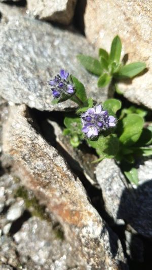 Alpine speedwell (Veronica alpina) - PictureThis