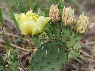 Opuntia macroriza20cm 新芽あり Opuntia humifusa x macrorhiza – Cistus Nursery