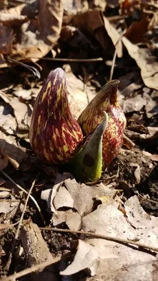 ザゼンソウ （座禅草）の育て方・栽培方法