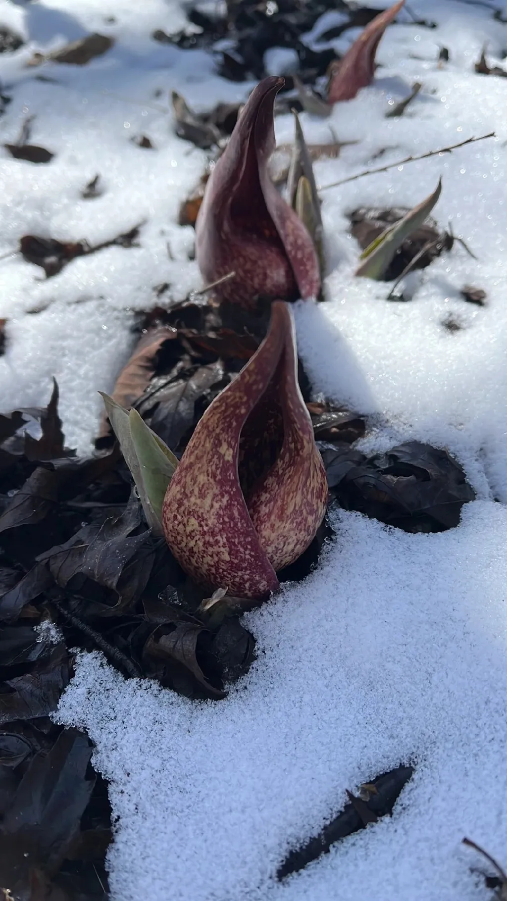 ザゼンソウ （座禅草）の判定方法 (Symplocarpus foetidus)