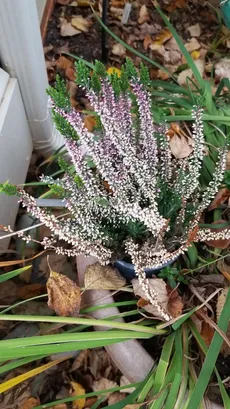 How to Grow and Care for Scotch heather