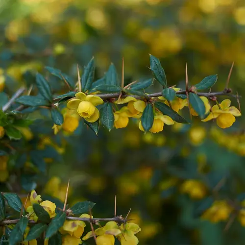 Berberis candidula - PictureThis