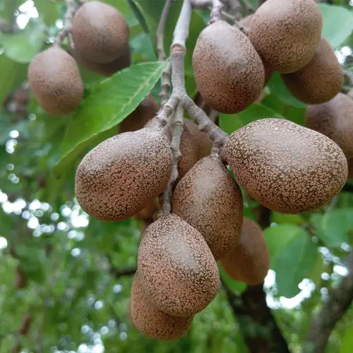 Mobola-pflaumenbaum