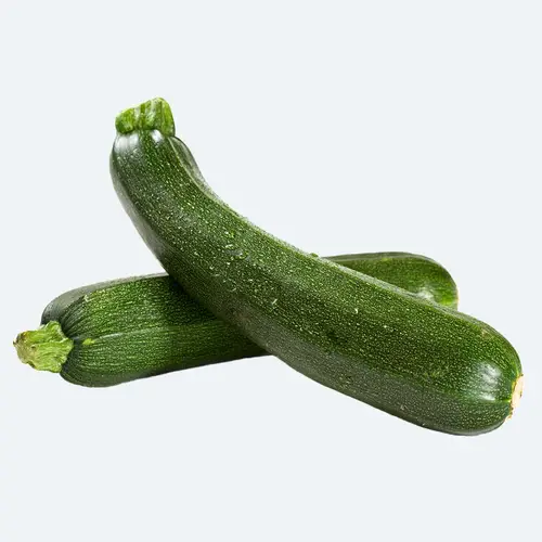 Cucurbita pepo 'Zucchini'