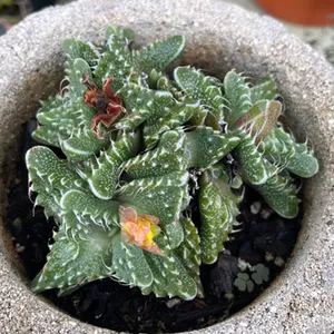 outdoor ceramic planter pots Raku Banded Planter