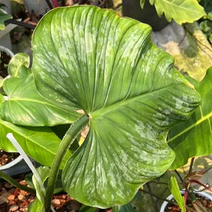 Jak uprawia i pielgnowa Philodendron ernestii
