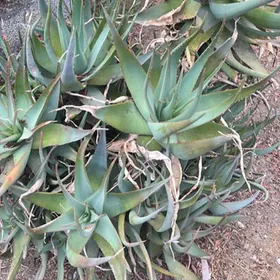 ＡＬＯＥです。 アロエ属の判定方法 (Aloe)