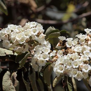 East african cordia (Cordia africana) - PictureThis