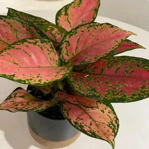 How to Grow and Care for Pink Dalmatian Aglaonema