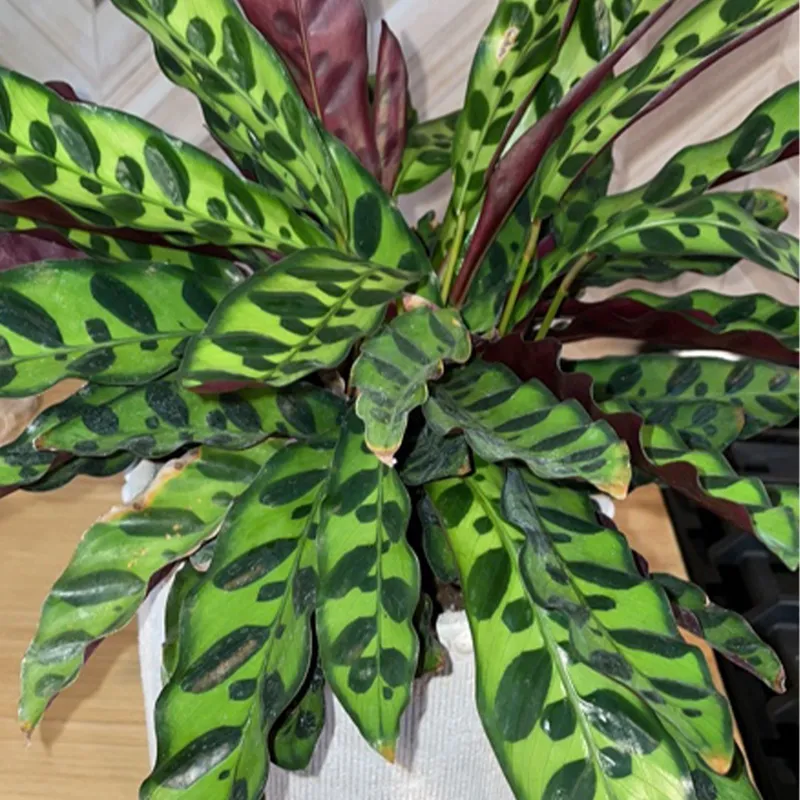 Sunlight Requirements for Rattlesnake plant: How Much is Ideal?