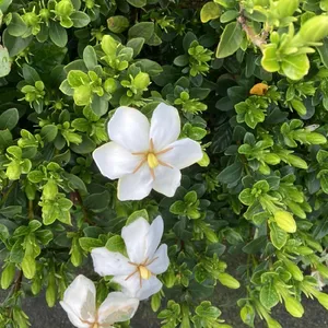 Cape jasmine 'Kleim's Hardy' (Gardenia jasminoides 'Kleim's Hardy