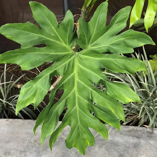 Toothed Philodendron