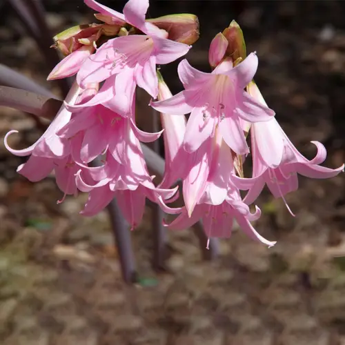 Belladonna lily