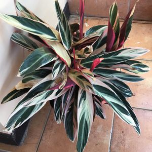 How to Grow and Care for Tricolor stromanthe