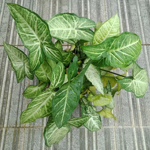Arrowhead plant - Syngonium podophyllum (Care, Characteristics, Invasive,  Images)