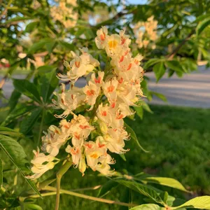How to Grow and Care for Ohio buckeye