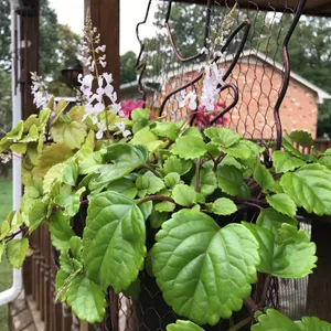 Schwedischer Efeu - Plectranthus verticillatus (Pflege, Merkmale, Symbolik,  Bilder)